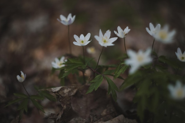 Beautiful spring background with white anemones flowers in spring woods Springtime