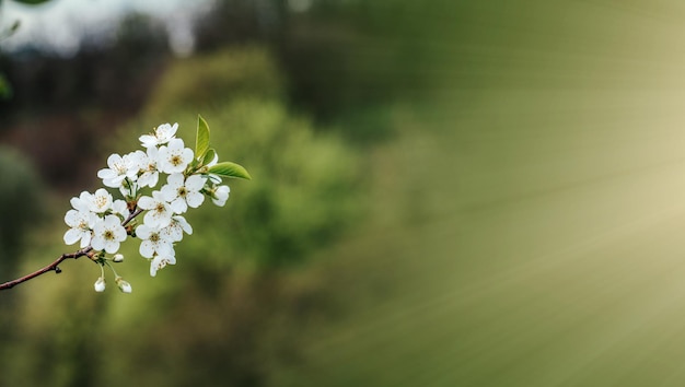 Beautiful spring background with whity flowers of cherry tree blossoms in the early spring