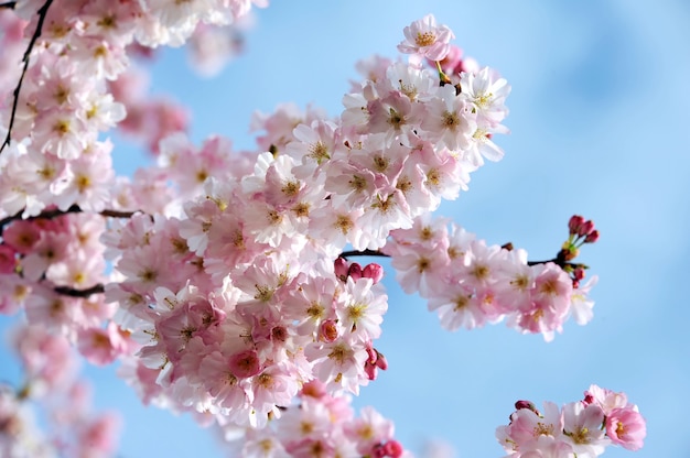 美しい春の花。桜の枝がクローズアップ