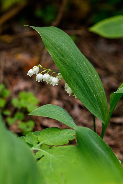 Photo beautiful spring blooming lilies of the valley with drops of flowers dew