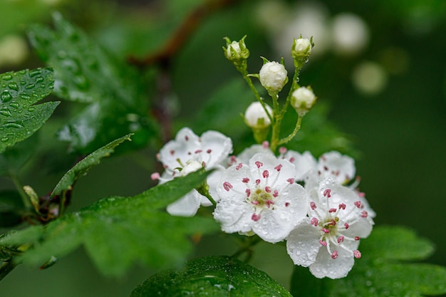 Beautiful spring blooming lilies of the valley with drops of flowers dew