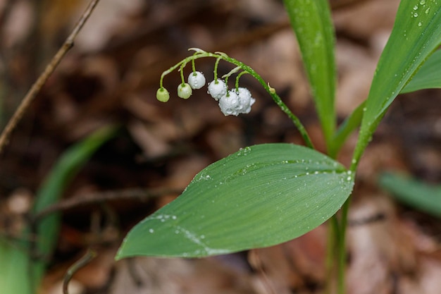 Beautiful spring blooming lilies of the valley with drops of flowers dew