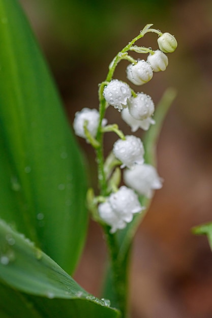 Beautiful spring blooming lilies of the valley with drops of flowers dew