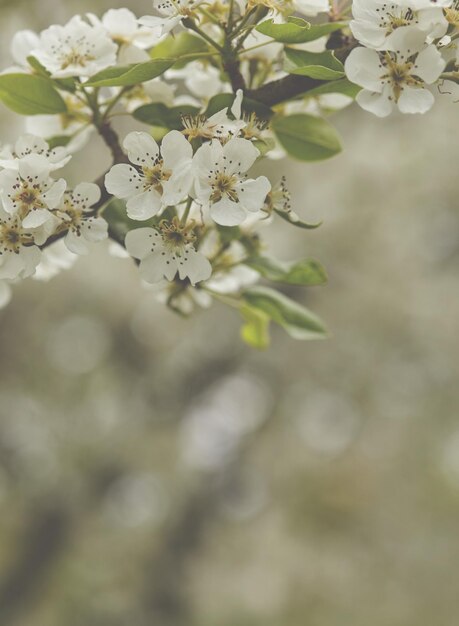 Beautiful spring blossoming cherry tree.