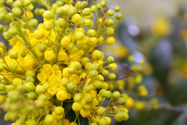 美しい春の花