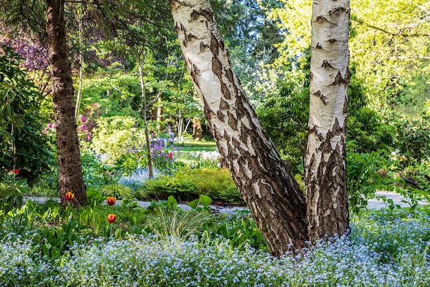 Photo beautiful spring blue flowers under big trees in the park summer time