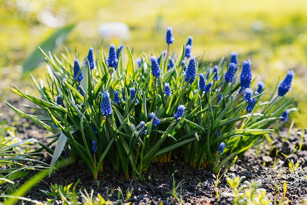 庭の美しい春の青いムスカリの花