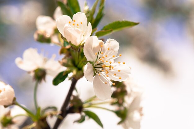 Beautiful spring bokeh for design with copyspace