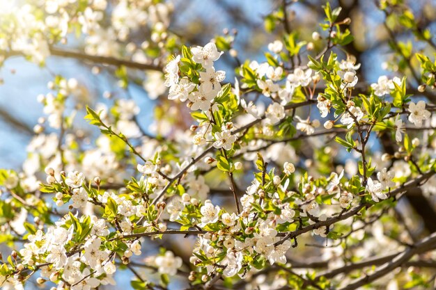 美しい春の桜の木。浅い被写界深度。