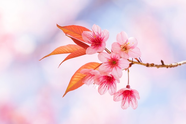 Bella primavera fiori di ciliegio Foto Premium