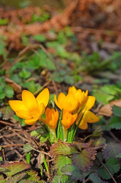 Beautiful spring crocus flowers in the field