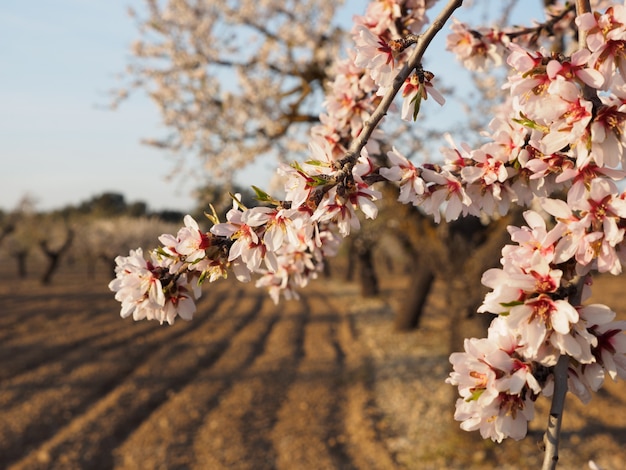 Beautiful spring floral background, blossoming almond branches