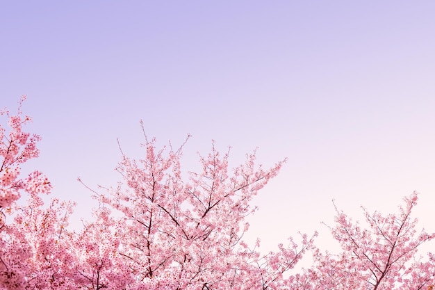 Beautiful spring flower cherry blossoms Sakura Flower With Beautiful Nature Background