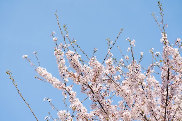 Beautiful spring flower cherry blossoms