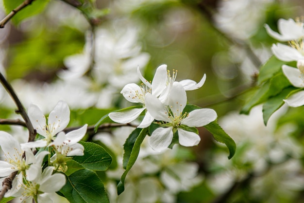 Beautiful spring flowering branches of trees with white flowers and insects macro