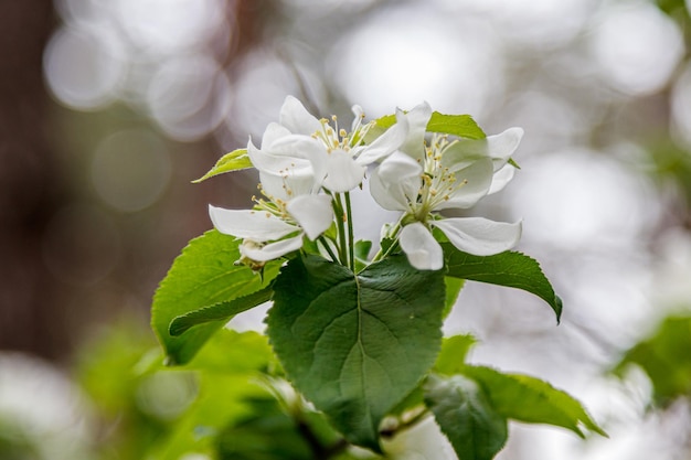 Beautiful spring flowering branches of trees with white flowers and insects macro