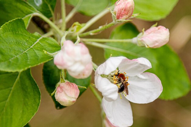 Beautiful spring flowering branches of trees with white flowers and insects macro