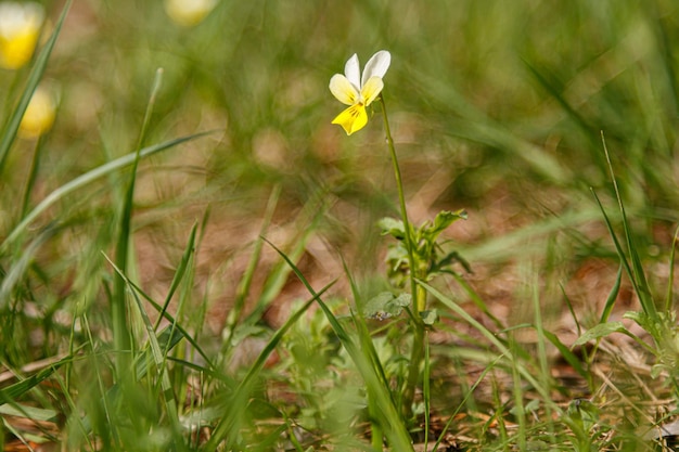 Beautiful spring flowering meadow of fresh flowers