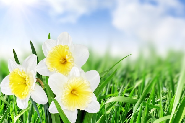 Beautiful spring flowers  background -narcissus (Daffodil) .