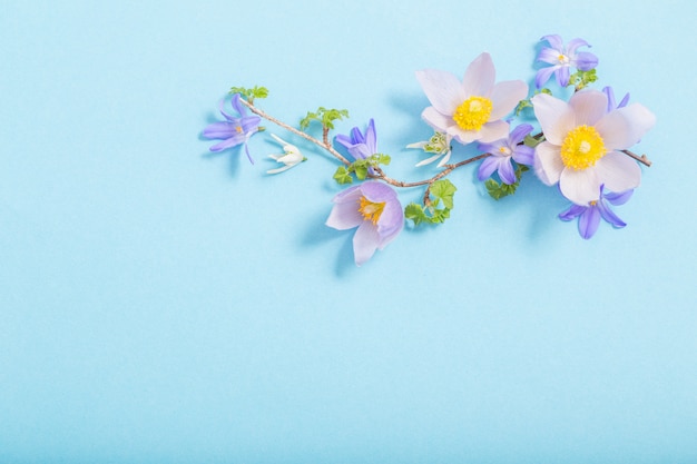 Beautiful spring flowers on blue background