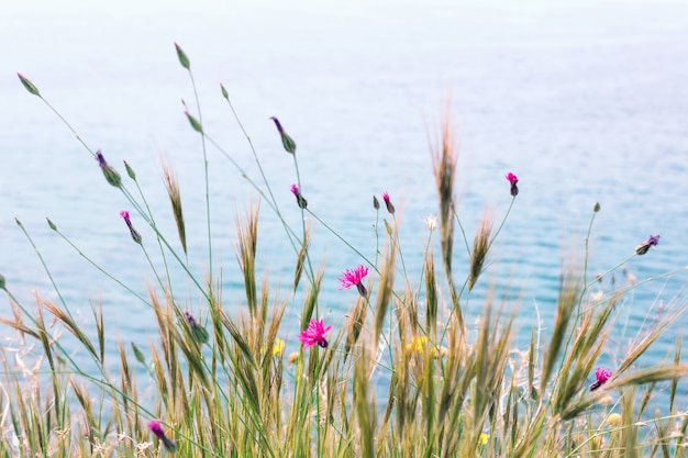 Фото Красивые весенние цветы у моря. выборочный фокус.