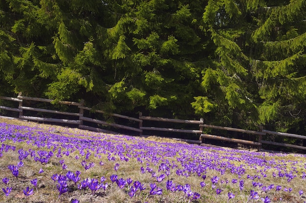 Beautiful spring flowers crocus. Field first flowers