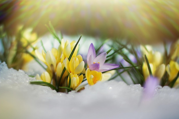 Photo beautiful spring flowers crocuses spring break out from under the snow the concept of the arrival of spring and the awakening of nature