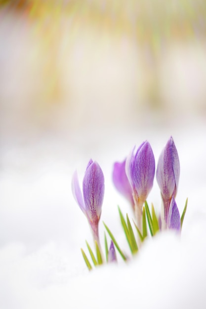 Beautiful spring flowers crocuses spring break out from under\
the snow