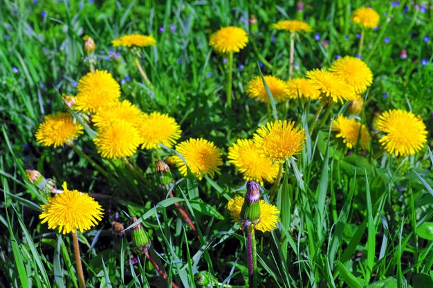 Beautiful spring flowers-dandelions in a wild field. Early morning