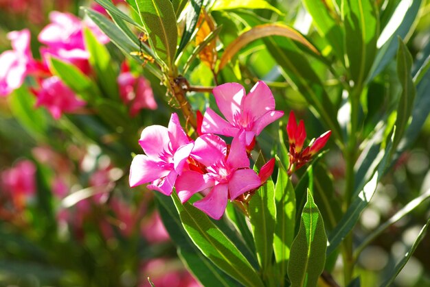 Beautiful spring flowers isolated on green background