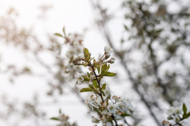 Beautiful spring flowers in the park Nature background