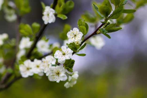 Beautiful spring flowers in the park Nature background