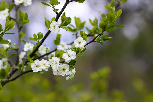 公園の美しい春の花自然の背景