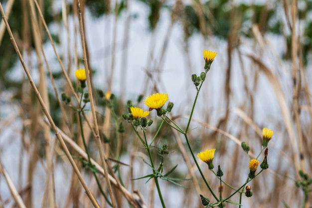 Beautiful spring flowers on the river bank