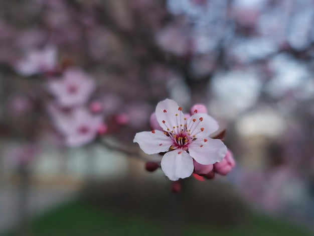 Foto bellissimo albero di fiori primaverili in uno sfondo sfocato colorato