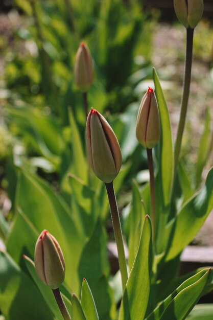 Photo beautiful spring flowers - unopened tulips