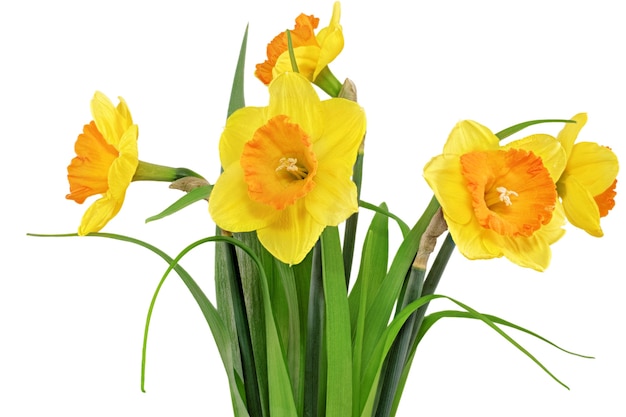 꽃병에 있는 아름다운 봄 꽃:노란 수선화(수선화). 화이트 이상 격리.