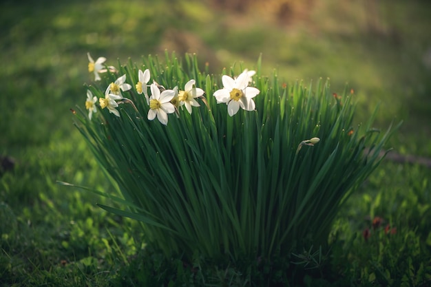 Beautiful spring flowers white daffodils outdoors