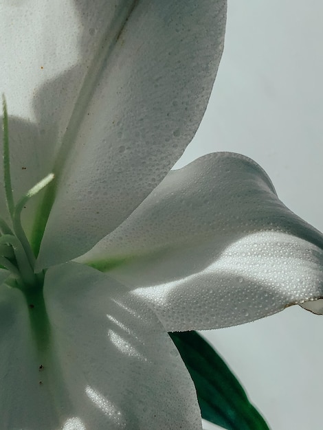 Beautiful spring flowers with green leaves closeup