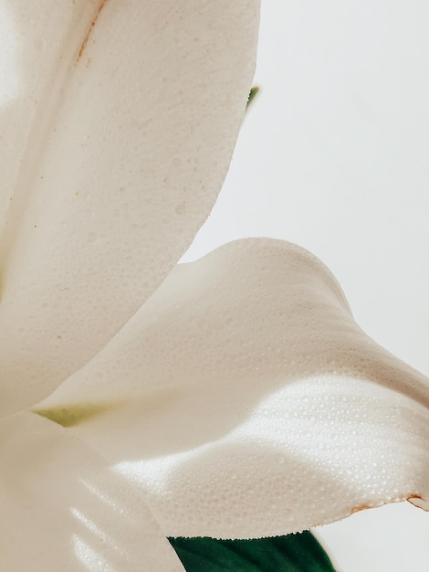 Beautiful spring flowers with green leaves closeup