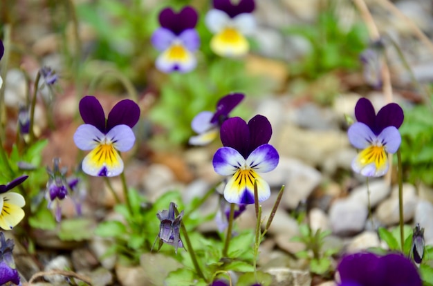 写真 美しい春の花。