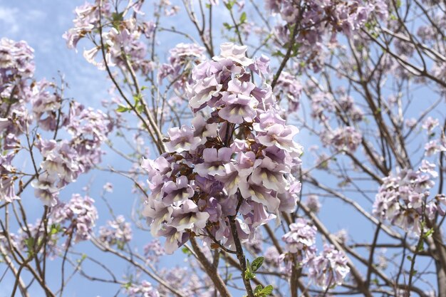 beautiful spring flowers