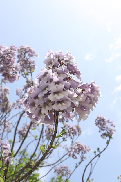 beautiful spring flowers