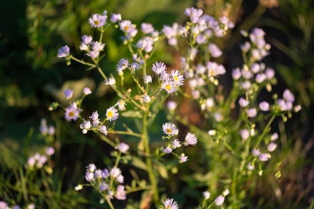 beautiful spring flowers