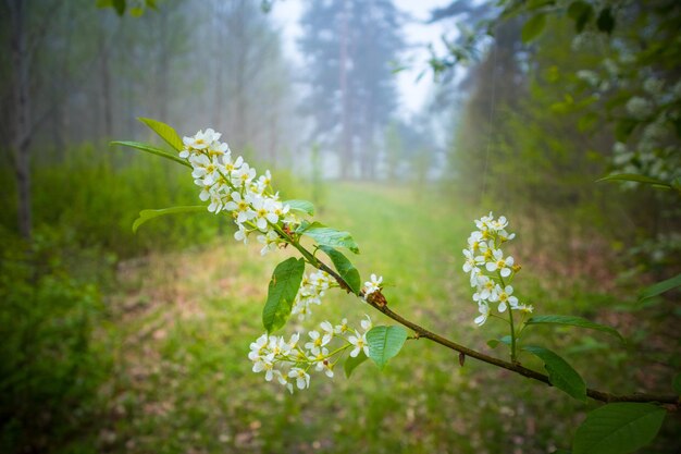 A beautiful spring forest scenery with blooming seasonal flowers