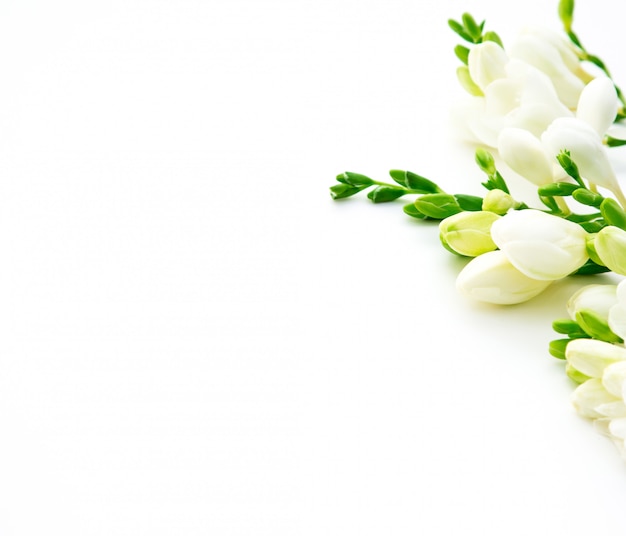 Beautiful spring freesia flowers on a white background.