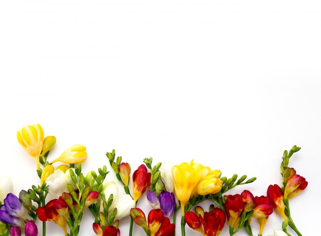 Photo beautiful spring freesia flowers on a white background.