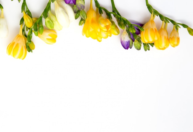 Beautiful spring freesia flowers on a white background.