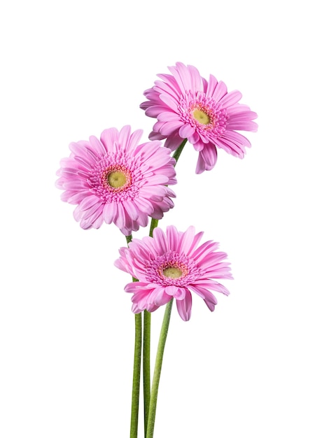 Beautiful spring gerbera flowers isolated on white surface, for nature creative design