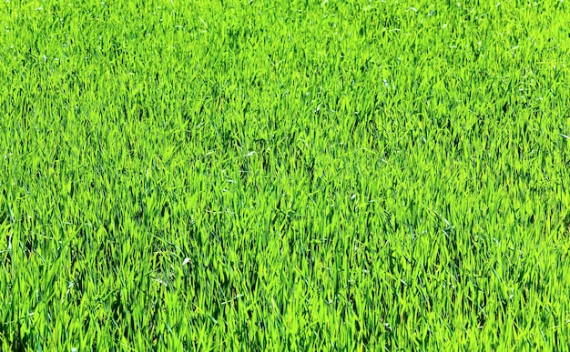 Beautiful spring green grass (nature background).